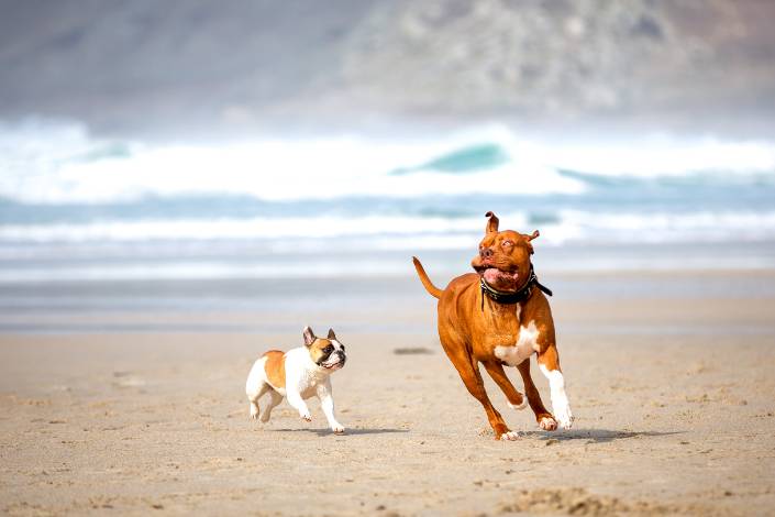 a large brown dog and a smaller brown and white dog running on the beach together